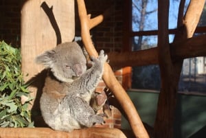 Vanuit Sydney: Blue Mountains Tour in kleine groep Picknick & Wandeling