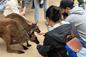 Z Sydney: Góry Błękitne, Zoo w Sydney i wycieczka piesza