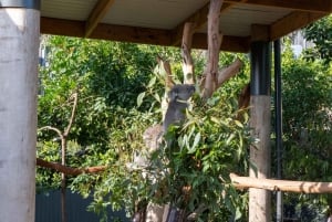 Z Sydney: Góry Błękitne, Zoo w Sydney i wycieczka piesza