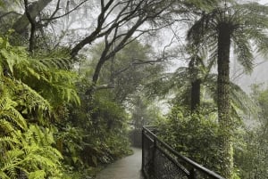 Z Sydney: Góry Błękitne, Zoo w Sydney i wycieczka piesza