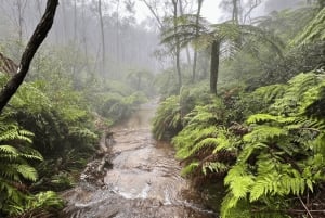 Z Sydney: Góry Błękitne, Zoo w Sydney i wycieczka piesza