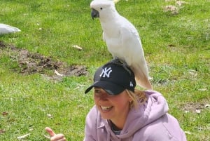 Vanuit Sydney: Blue Mountains Tour met watervalwandeling & lunch