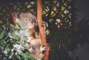 From Sydney: Blue Mountains Bushwalks & Featherdale Tour