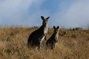 Au départ de Sydney : Visite de la ville de Canberra et excursion d'une journée à la Floriade