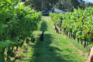 Da Sydney: Tour di gruppo della Hunter Valley con birra e vino