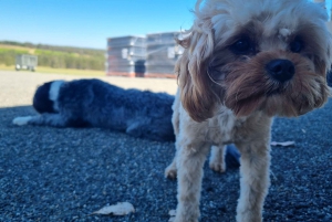 Da Sydney: Tour di gruppo della Hunter Valley con birra e vino