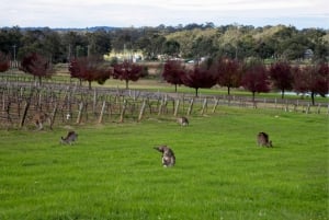 Von Sydney: Hunter Valley Wein- und Käseverkostungstour