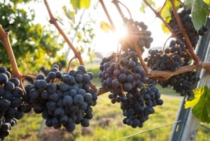 De Sydney: Excursão para degustação de vinhos em Hunter Valley com almoço