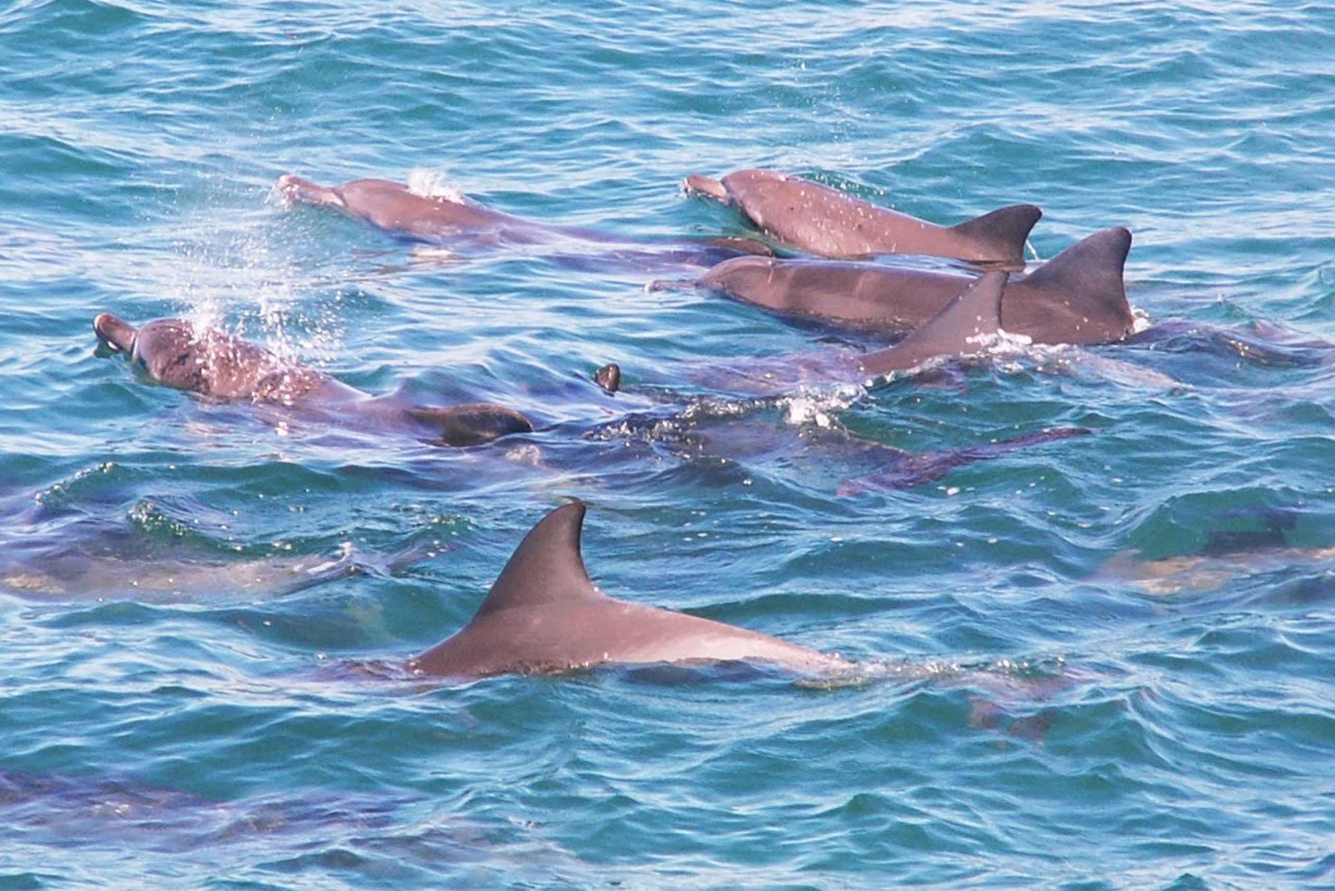 From Sydney: Jervis Bay Dolphin Cruise + Hyams Beach