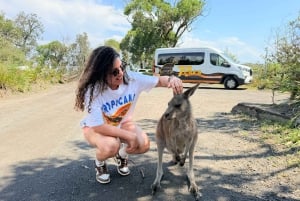 Sydneystä: Jervis Bay, Kiama ja etelärannikko – matkapäivä