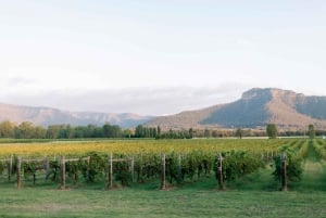 From Sydney: Luxury Hunter Valley Wine Tour with Fine Dining