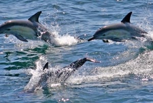 Från Sydney: Port Stephens delfinkryssning - Mandarin guide