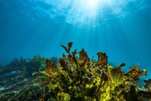 Geführte Schnorchel Tour am berühmtesten Strand Australiens