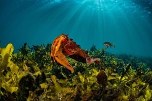 Geführte Schnorchel Tour am berühmtesten Strand Australiens