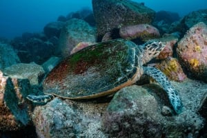 Geführte Schnorchel Tour am berühmtesten Strand Australiens