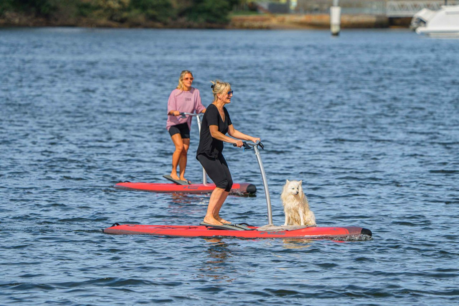 Guided Step-Up Paddle Board Tour of Sydney’s Pittwater
