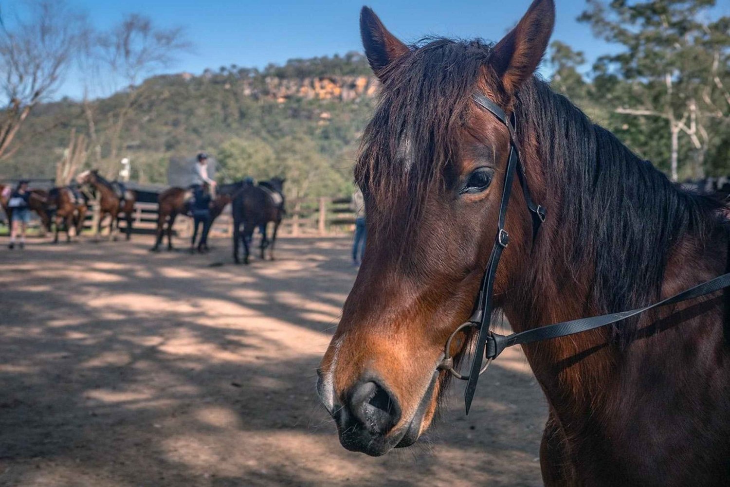 Horse Riding, Koalas & Kangaroos - Wild Australia