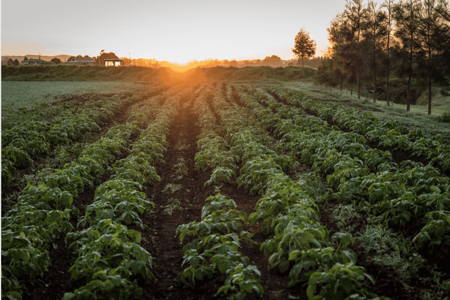 Долина Хантер: частный однодневный тур из Сиднея с вашей командой!