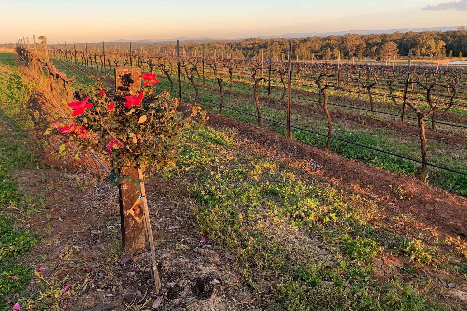 Долина Хантер: частный однодневный тур из Сиднея с вашей командой!
