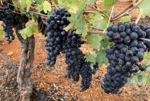 From Sydney: Hunter Valley Wine Tasting Private Day Tour