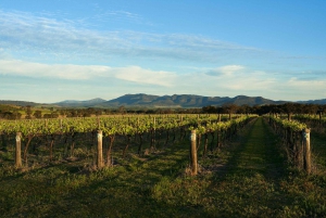 Hunter Valley Wine & Cheese Tasting Tour from Sydney