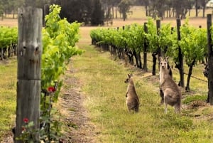 Hunter Valley Wein, Schokolade und Mittagessen All Inclusive Tour