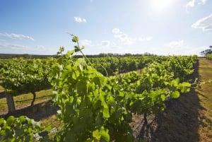 Hunter Valley Wein, Schokolade und Mittagessen All Inclusive Tour