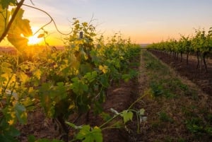 Vale de Hunter: Visita ao vinho, chocolate e almoço com tudo incluído