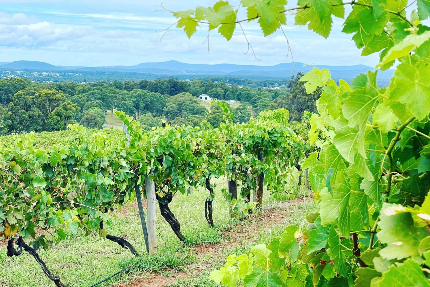 Vinsmagning i Hunter Valley | Privat dagstur | Fra Sydney
