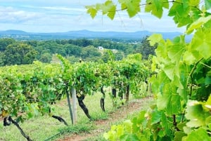 Vinsmagning i Hunter Valley | Privat dagstur | Fra Sydney