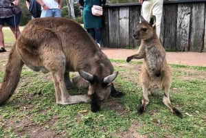 From Haymarket: Hunter Valley Wine and Wildlife Day Trip