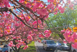 Excursión en japonés desde Sídney: Montañas Azules, Scenic World, zoológico