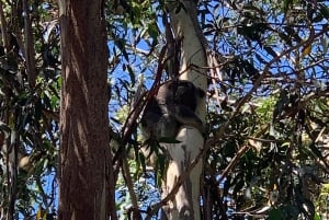 Wycieczka dla Japończyków: Delfiny, koale i sandboarding w Port Stephens