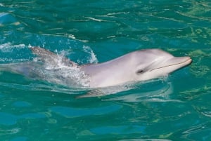 Wycieczka dla Japończyków: Delfiny, koale i sandboarding w Port Stephens
