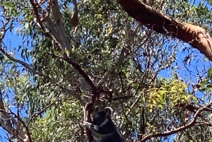 Japanese Tour: Port Stephens Dolphins, Koala & Sand Boarding