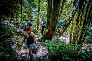 Katoomba: Lyrebird Hop-On Hop-Off och Scenic World Pass