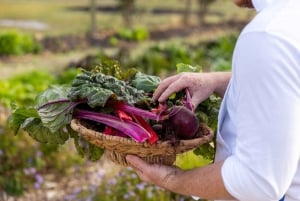 Giro di degustazione di vini di lusso e cucina raffinata da Sydney