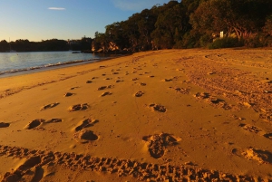 Manly: Kajaktur på 3 stränder med lunch