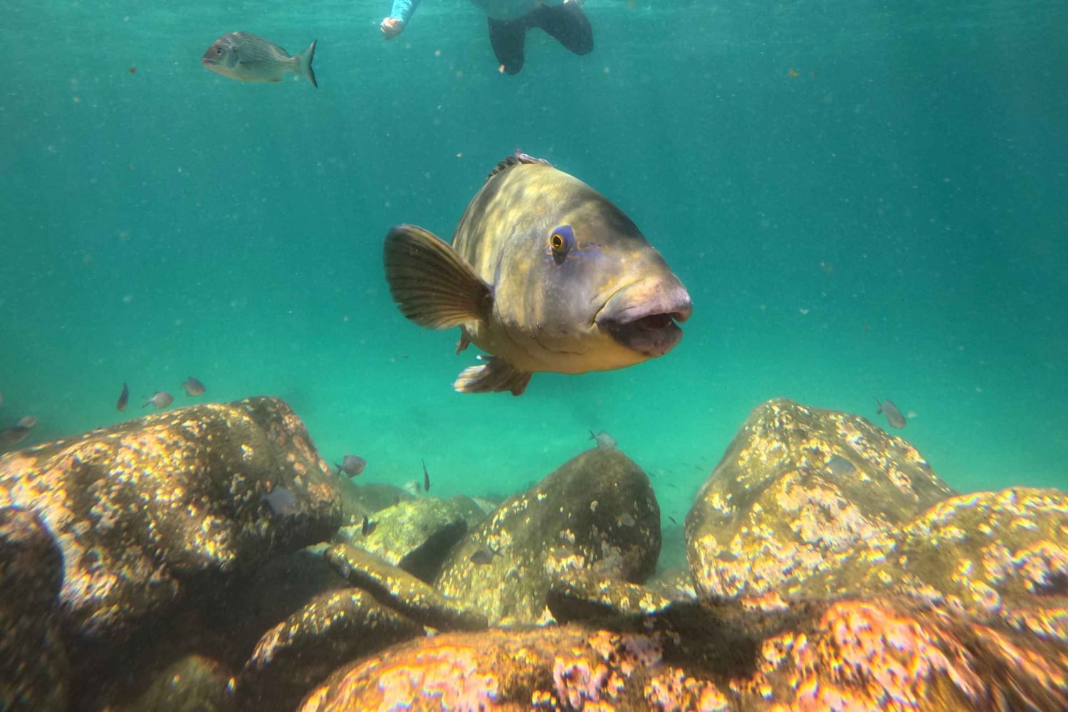 Guidet snorkletur på Manly Beach for ikke-svømmere