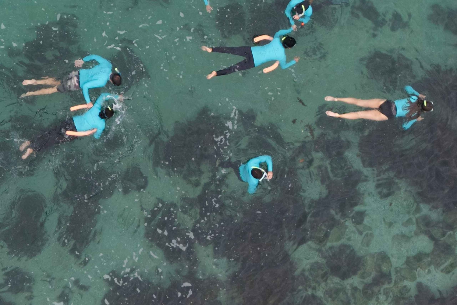 Guidet snorkletur på Manly Beach for ikke-svømmere