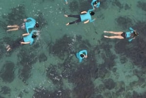 Guidet snorkletur på Manly Beach for ikke-svømmere