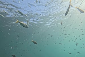 Guidet snorkletur på Manly Beach for ikke-svømmere