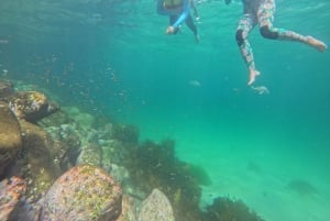Guidet snorkletur på Manly Beach for ikke-svømmere