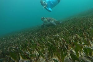Guidet snorkletur på Manly Beach for ikke-svømmere