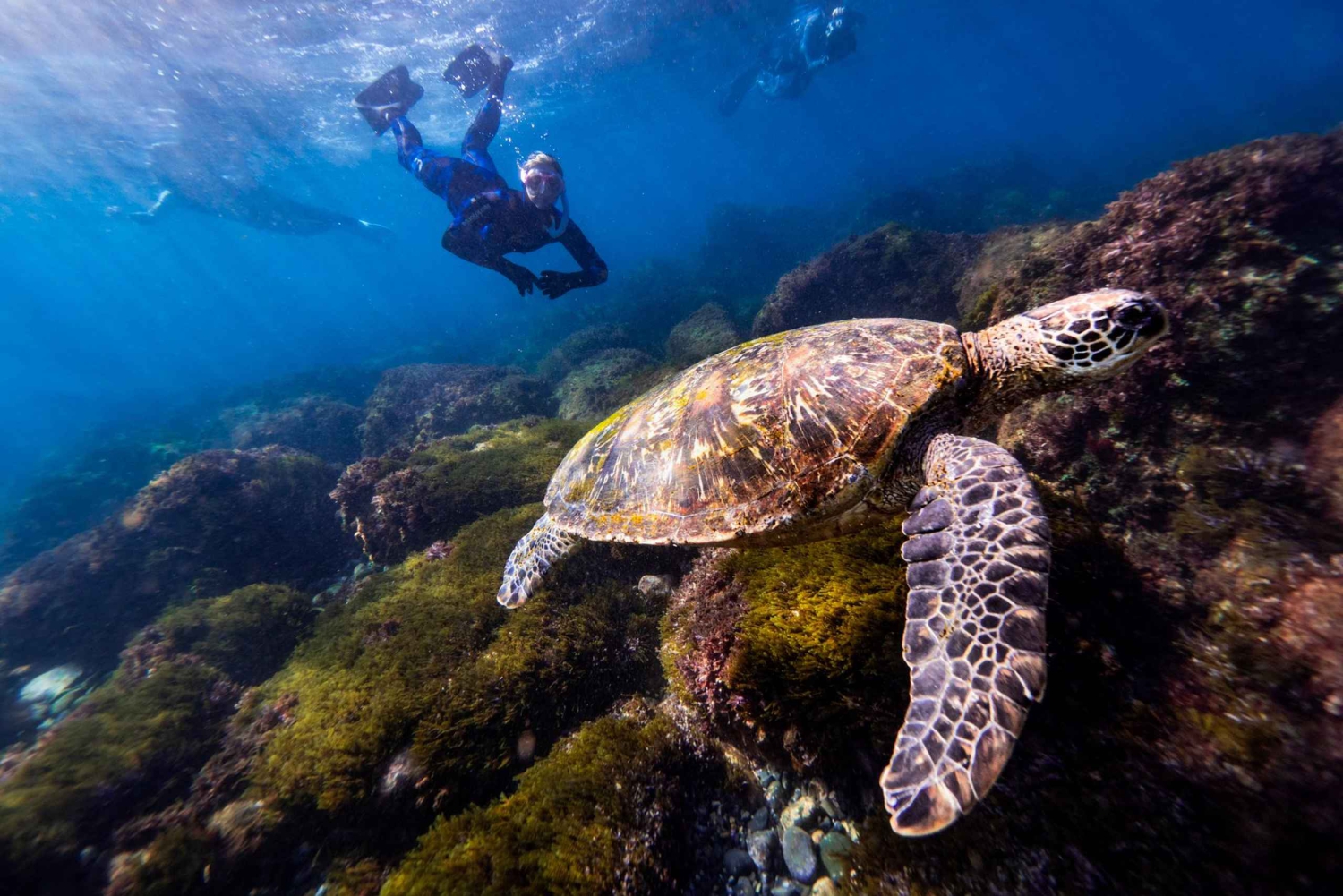 Manly: Freediving voor beginners: adem inhouden & de oceaan verkennen