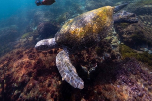 Manly: Freediving voor beginners: adem inhouden & de oceaan verkennen