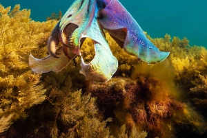 Manly: Freediving voor beginners: adem inhouden & de oceaan verkennen