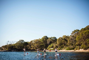 Manly: Stand Up Paddle Board Public Group Lesson