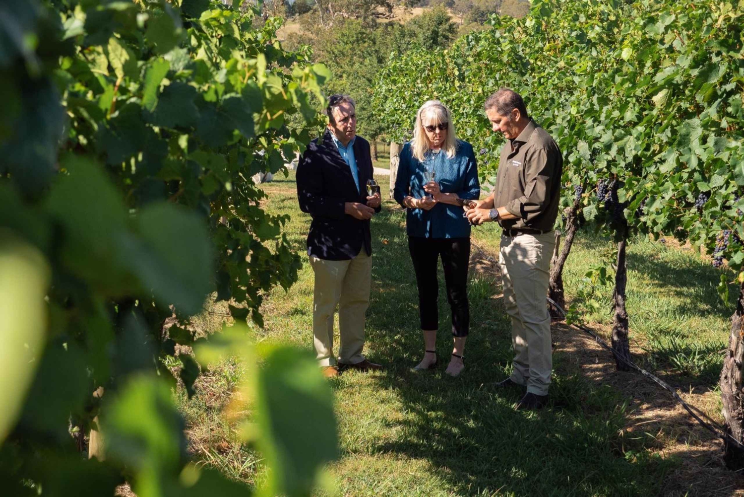 Orange: Disfruta con Swinging Bridge: almuerzo de 5 platos y visita guiada.