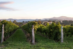 Orange: Forkæl dig selv med Swinging Bridge – 5-retters frokost og rundvisning